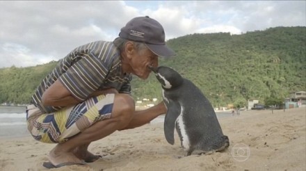 Pinguino nuota 8 mila km ogni anno, per raggiungere il suo salvatore